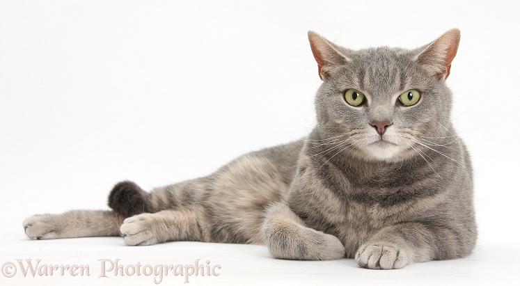 Blue-grey tabby male cat, Pippin, 4 years old, lying with head up, white background