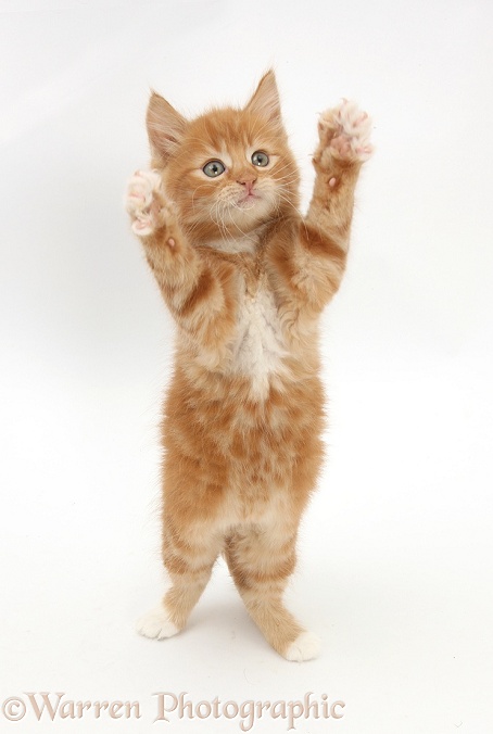 Ginger kitten, Butch, 7 weeks old, dancing, white background