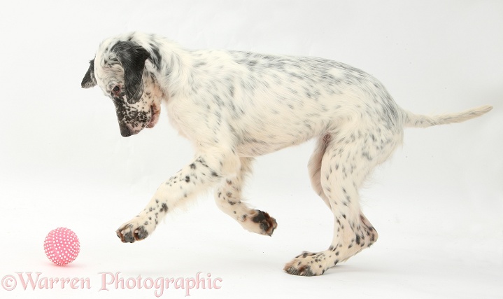 Blue Belton English Setter pup, Belle, 16 weeks old, chasing a ball, white background