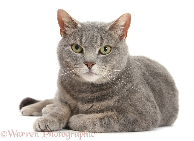 Blue-grey tabby male cat, Pippin, 4 years old, lying with head up, white background