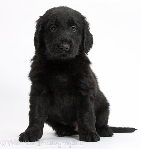 Black Flatcoated Retriever puppy, 6 weeks old, sitting, white background