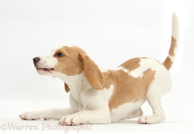 Orange-and-white Beagle pup in play-bow, white background