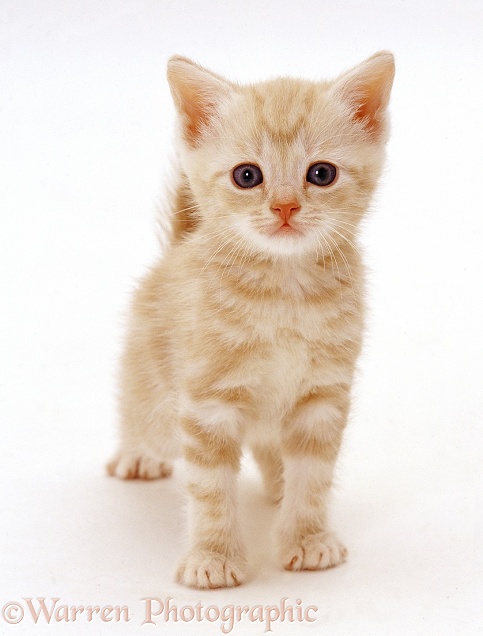 Ginger kitten standing, white background