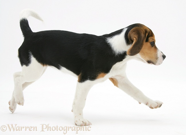 Beagle pup, Florrie, 4 months old, running across, white background