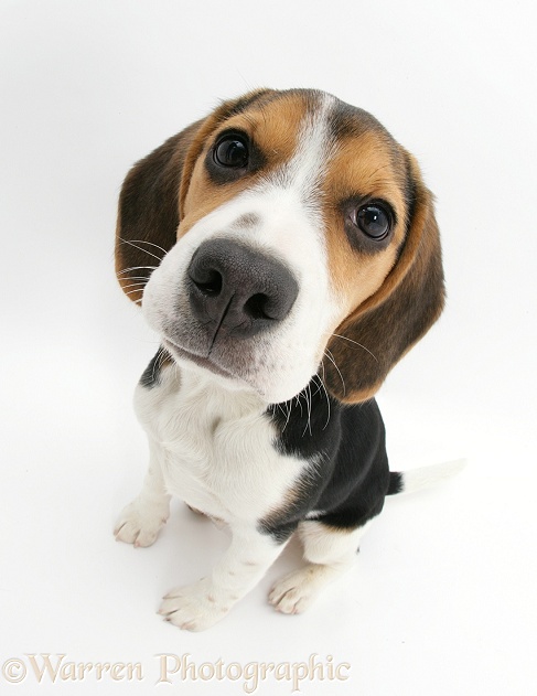 Beagle pup, Florrie, 4 months old, sitting and looking up, white background