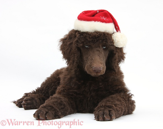 Chocolate Standard Poodle pup, Tara, 8 weeks old, wearing a Father Christmas hat, white background