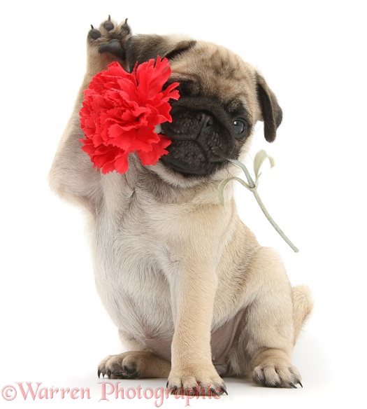 Fawn Pug pup, 8 weeks old, holding a red carnation flower, white background