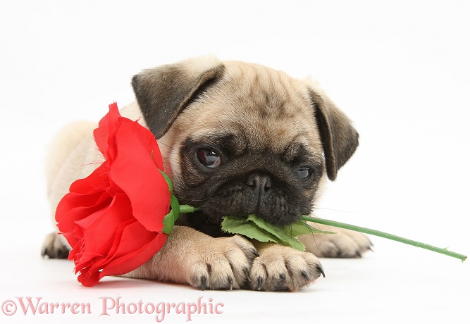 Fawn Pug pup, 8 weeks old, holding a red rose, white background