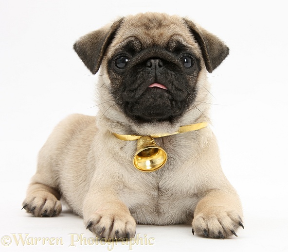 Fawn Pug pup, 8 weeks old, lying with head up, wearing a bell, white background