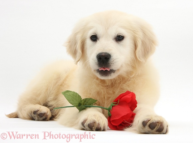 Yellow Labrador Retriever bitch pup, Daisy, 16 weeks old, with a red rose, white background