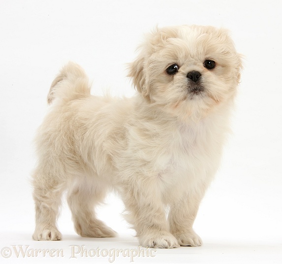 Cream Shih-tzu pup, Lilly, 7 weeks old, standing, white background