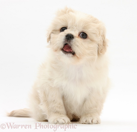 Cream Shih-tzu pup, Lilly, 7 weeks old, white background