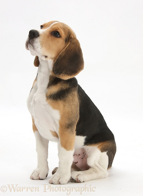 Beagle pup, Bruce, sitting, white background