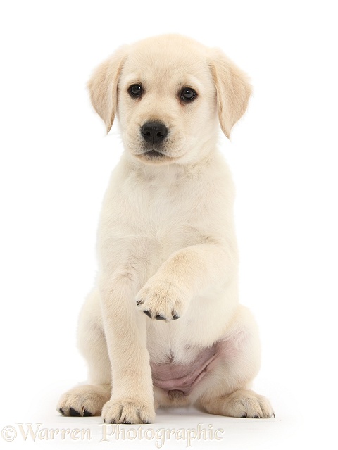 Yellow Labrador Retriever puppy, 8 weeks old, sitting with raised paw, white background