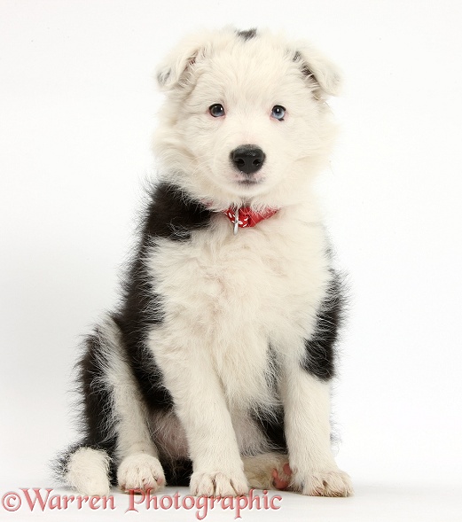 Black-and-white Border Collie bitch pup, Ice, 9 weeks old, white background