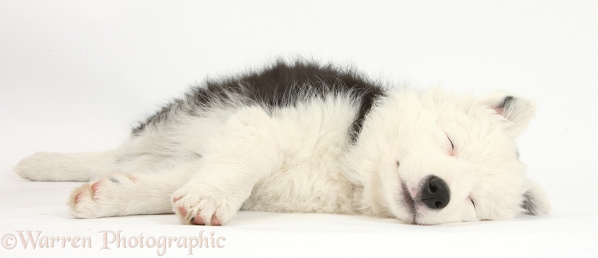 Sleeping black-and-white Border Collie bitch pup, Ice, 9 weeks old, white background