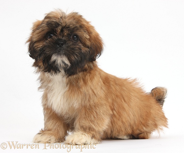 Brown Shih-tzu pup sitting, white background