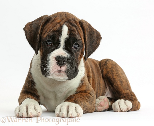 Boxer puppy, 8 weeks old, lying with head up, white background