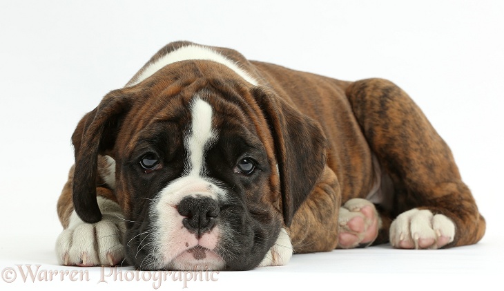 Boxer puppy, 8 weeks old, lying with chin on the floor, white background