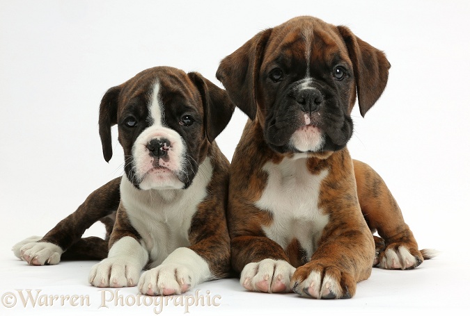 Two Boxer puppies, 8 weeks old, white background