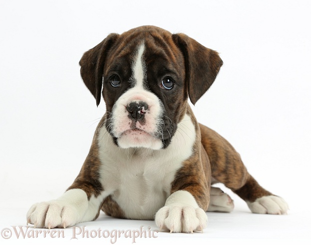 Boxer puppy, 8 weeks old, lying with head up, white background