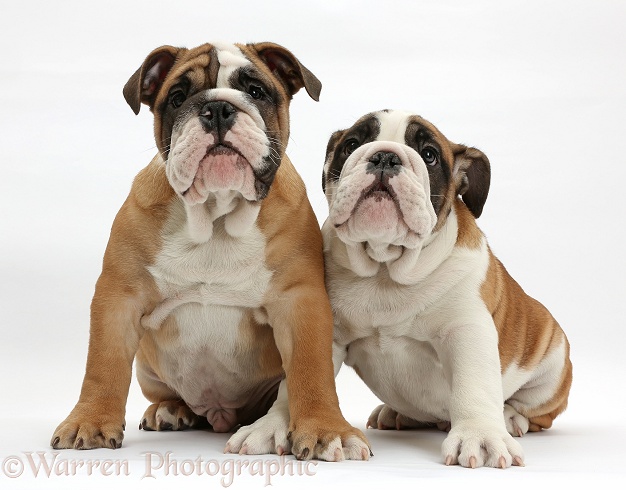 Two Bulldog pups, 12 weeks old, sitting, white background