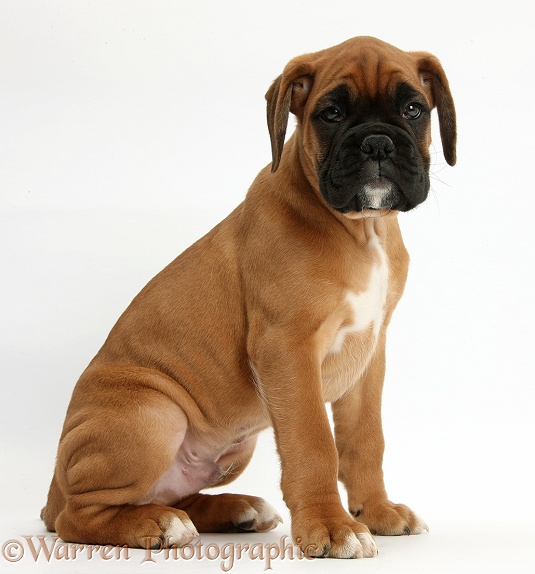 Boxer puppy, Boris, 12 weeks old, sitting, white background