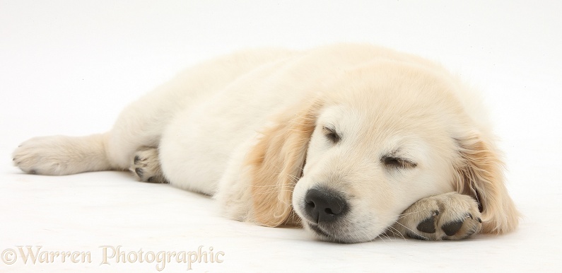 Golden Retriever dog pup, Oscar, 3 months old, sleeping, white background