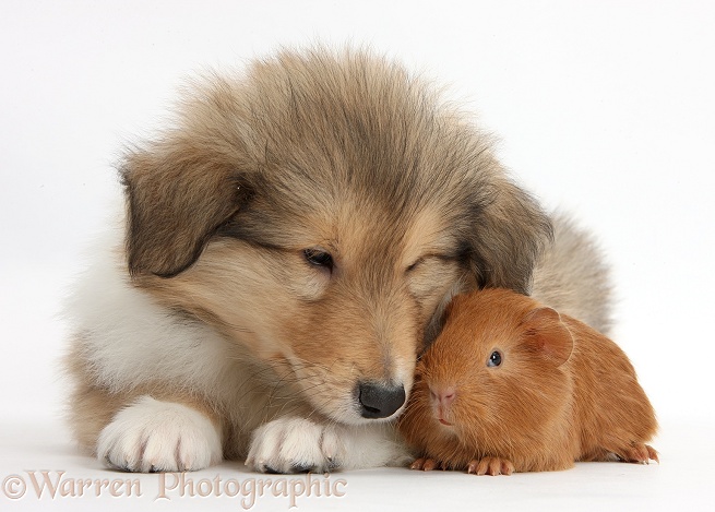 Sable Rough Collie puppy and baby red Guinea pig, white background