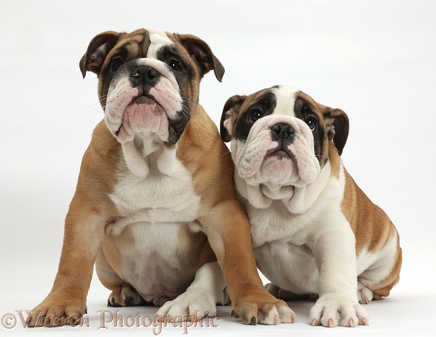 Two Bulldog pups, 12 weeks old, sitting, white background