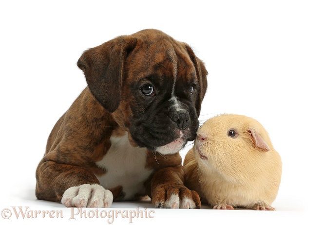 Boxer puppy, 8 weeks old, with yellow Guinea pig, white background