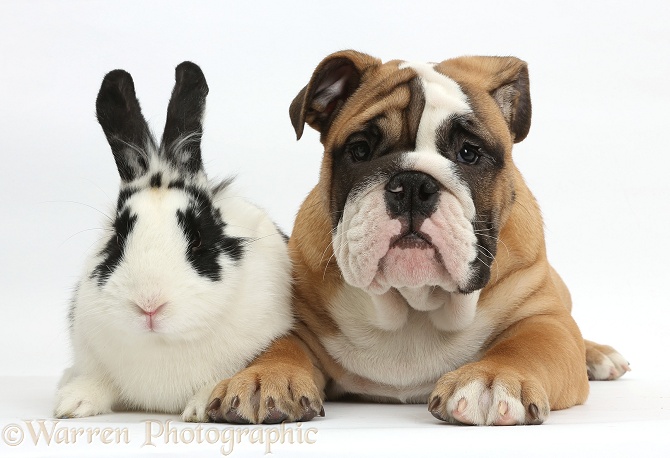 Bulldog puppy, 12 weeks old, with black-and-white rabbit, Bandit, white background