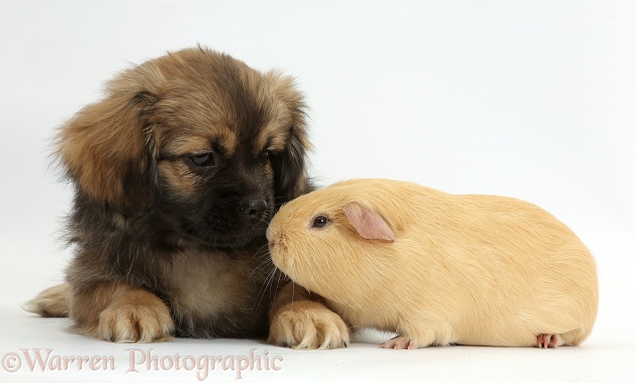 Tibetan Spaniel dog puppy, Bair, 13 weeks old, with yellow Guinea pig, white background