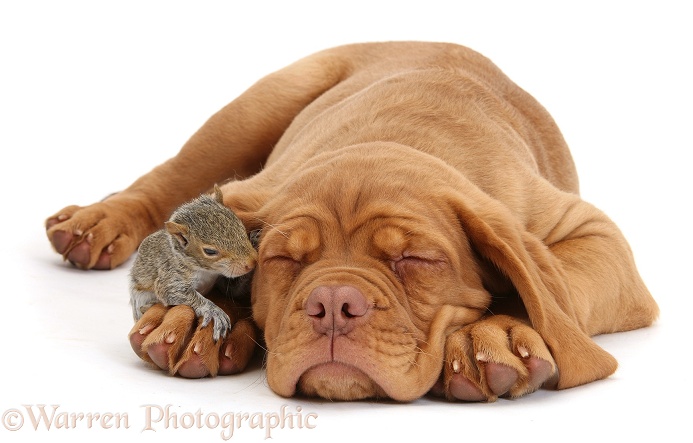Dogue de Bordeaux puppy, Freya, 10 weeks old, sleeping with Grey Squirrel under her ear, white background