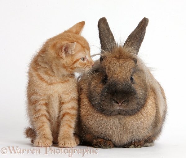Ginger kitten and Lionhead-cross rabbit, white background