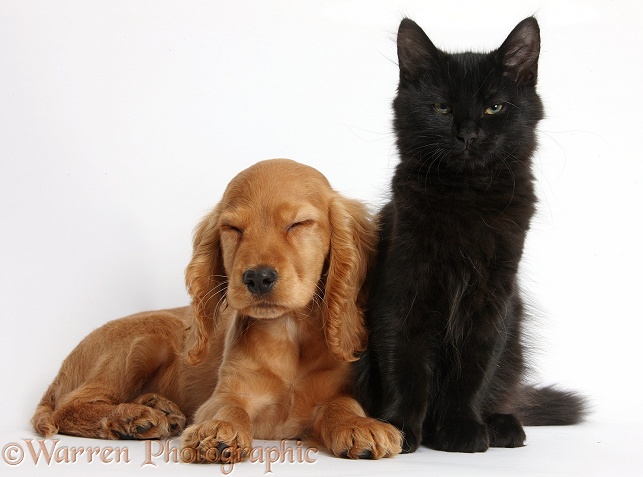 Sleepy Golden Cocker Spaniel puppy, Maizy, with Black Maine Coon kitten, white background