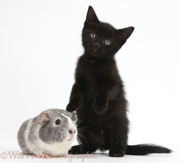 Black kitten and silver-and-white Guinea pig, white background