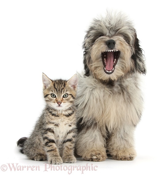 Tabby kitten, Stanley, 8 weeks old, with yawning fluffy black-and-grey Daxie-doodle pup, Pebbles, white background