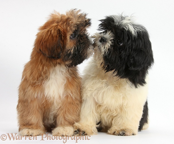 Brown and black-and-white Shih-tzu puppies kissing, white background