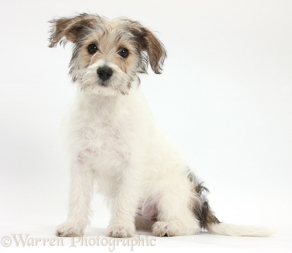 Bichon Frise x Jack Russell Terrier puppy, Bindi, 12 weeks old, sitting, white background