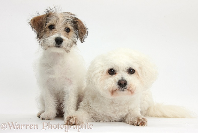 Bichon Frise bitch, Pipa, with Bichon x Jack Russell Terrier puppy, Bindi, 12 weeks old, white background