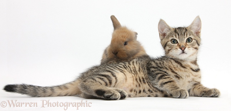 Tabby kitten, Stanley, 12 weeks old, nose to nose with with baby Lionhead-cross rabbit, white background