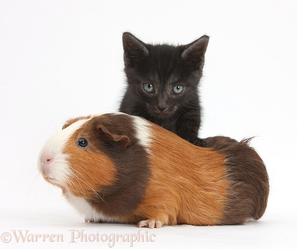 Black kitten and tricolour Guinea pig, Amelia, white background