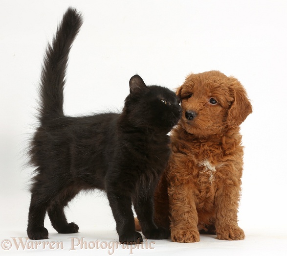 Cute red F1b Goldendoodle pup nose-to-nose with black kitten, white background