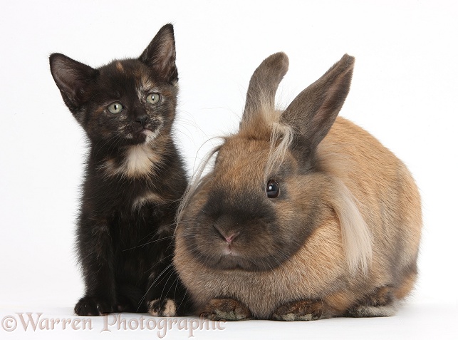 Black-tortoiseshell kitten and Lionhead-cross rabbit, white background