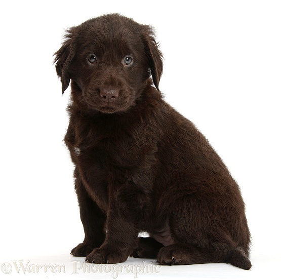 Liver Flatcoated Retriever puppy, 6 weeks old, sitting, white background