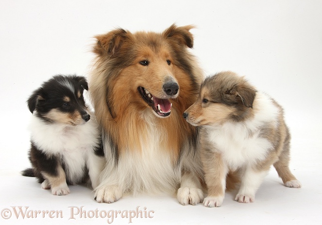 Sable Rough Collie dog, and puppies, 7 weeks old, white background