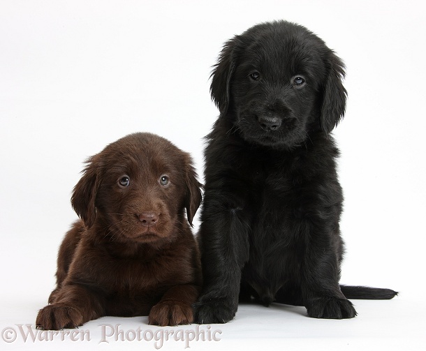 Liver and black Flatcoated Retriever puppies, 6 weeks old, together, white background