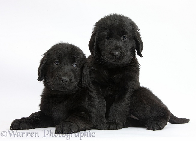 Liver and black Flatcoated Retriever puppies, 6 weeks old, together, white background
