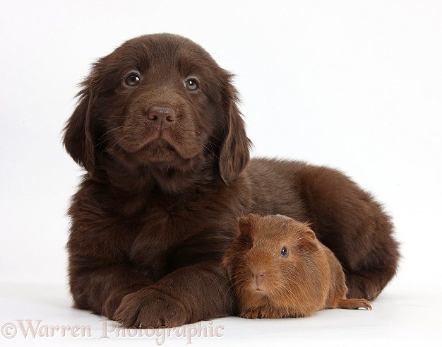 Liver Flatcoated Retriever puppy, 6 weeks old, with two baby Guinea pig, white background
